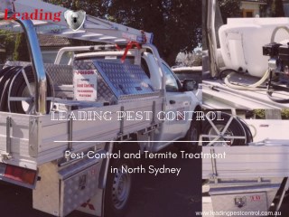 Pest Control and Termite Treatment in Sydney