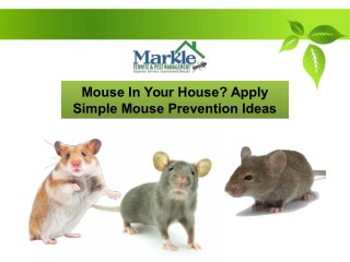 Mouse In Your House? Apply Simple Mouse Prevention Ideas