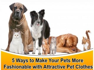 Tips for Pets & their attractive clothes
