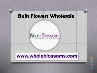 Bulk Flowers Wholesale - www.wholeblossoms.com