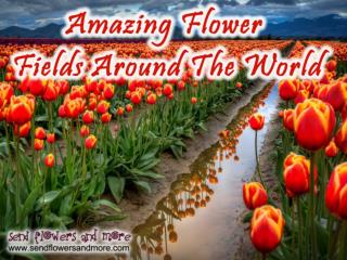 Beautiful Flowers Field Around the World