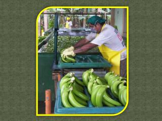 Agro Fruits – Various Needs and Benefits