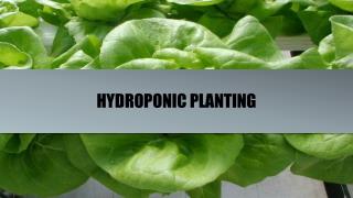 Hydroponics Planting