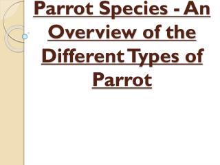 An Overview of the Different Types of Parrot - Parrot Species