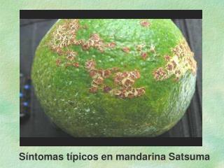 Síntomas típicos en mandarina Satsuma