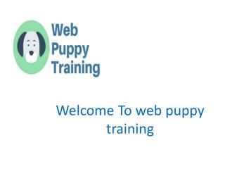 Online Dog Training | Puppy Training | Web Puppy Training