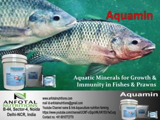 Aquaculture feed supplement