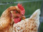 Das Huhn