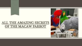 Macaw Parrot - All the Amazing Secrets