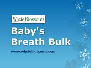 Baby's Breath Bulk - www.wholeblossoms.com