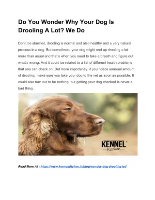 Do You Wonder Why Your Dog Is Drooling A Lot? We Do