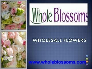 Wholesale Flowers - www.wholeblossoms.com