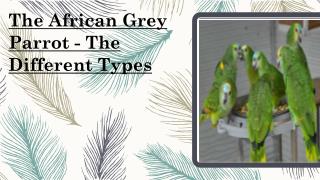 The Different Types - The African Grey Parrot