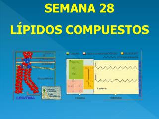 SEMANA 28 LÍPIDOS COMPUESTOS