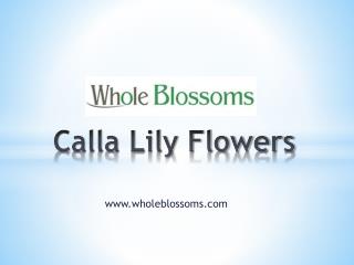 Calla Lily Flowers - www.wholeblossoms.com