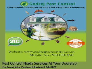 Pest Control Noida Services At Your Doorstep
