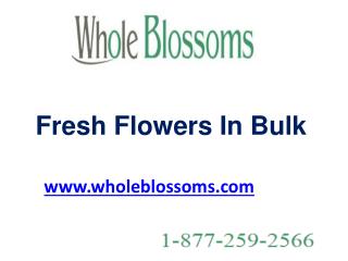Fresh Flowers In Bulk - www.wholeblossoms.com