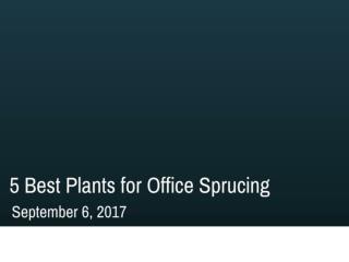 5 Best Plants for Office Sprucing | Newtoninex