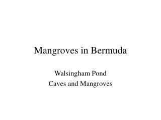 Mangroves in Bermuda