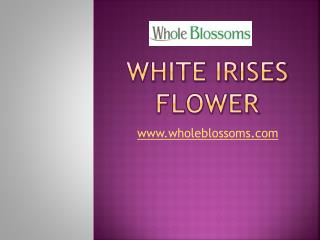 White Irises Flower - www.wholeblossoms.com
