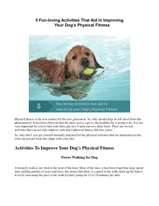 5 Fun loving Activities That Aid In Improving Your Dogs Physical Fitness