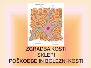 ZGRADBA KOSTI SKLEPI POŠKODBE IN BOLEZNI KOSTI