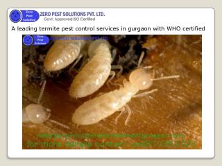 ZERO PEST SOLUTION PVT. LTD. : A leading termite pest control services in gurgaon with WHO certified.