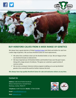 BUY HEREFORD CALVES FROM A WIDE RANGE OF GENETICS