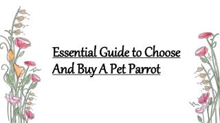 Steps To Look Before Choosing And Buying A Pet Parrot