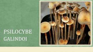 Know About Psilocybe Galindoi - Magic Mushrooms