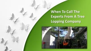 When To Call The Experts From A Tree Lopping Company