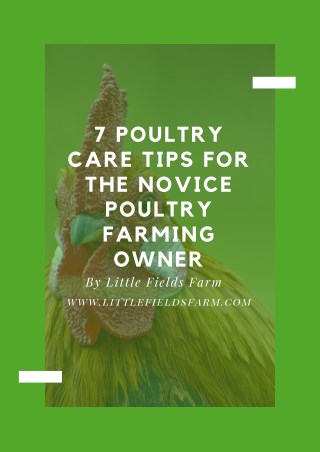 7 Poultry Care Tips for the Novice Poultry Farming Owner