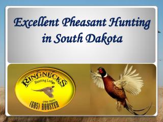 Excellent Pheasant Hunting in South Dakota