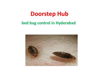Bed Bug Control In Hyderabad