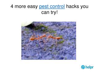 4 more easy pest control hacks you can try!