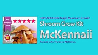 100% MYCELIUM Magic Mushroom Growkit McKennaii