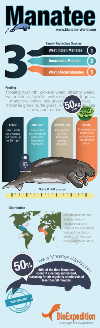 Manatee Facts and Information