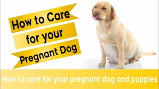 how to take care for your pregnant dog and puppies ! pregnant dog week by week