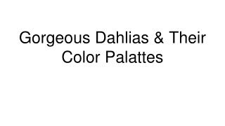 Gorgeous Dahlias & Their Color Palattes