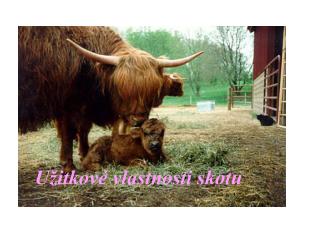 Užitkové vlastnosti skotu