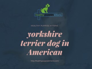 yorkshire terrier dog in American