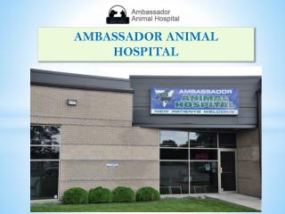 Ambassador Animal Hospital