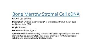 Bone Marrow Stromal Cell cDNA