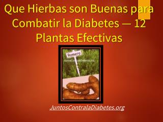 Que hierbas son buenas para combatir la diabetes — 12 plantas efectivas