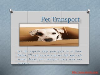 dog transportation