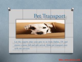 Dog Transportation