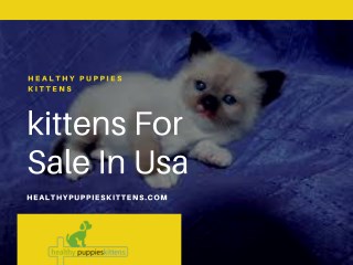 kittens For Sale In Usa