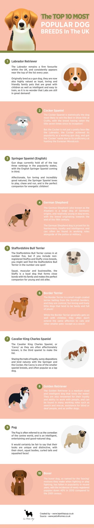 The Top 10 Most Popular Dog Breeds in the UK