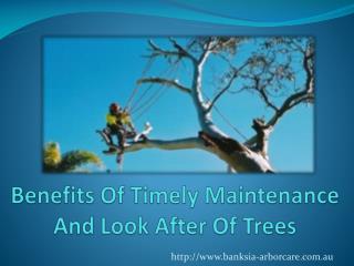 Benefits Of Timely Maintenance And Look After Of Trees