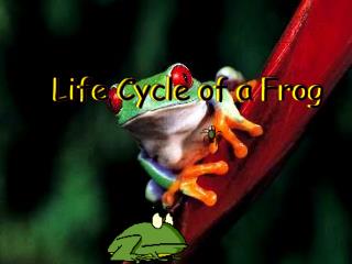 Life Cycle of a Frog